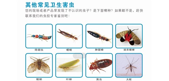 蟑螂主要侵害場(chǎng)所有哪些？
