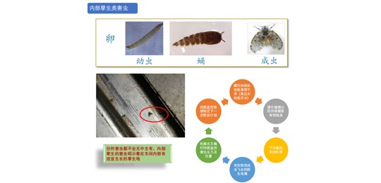 蟑螂防治對(duì)策有哪些？